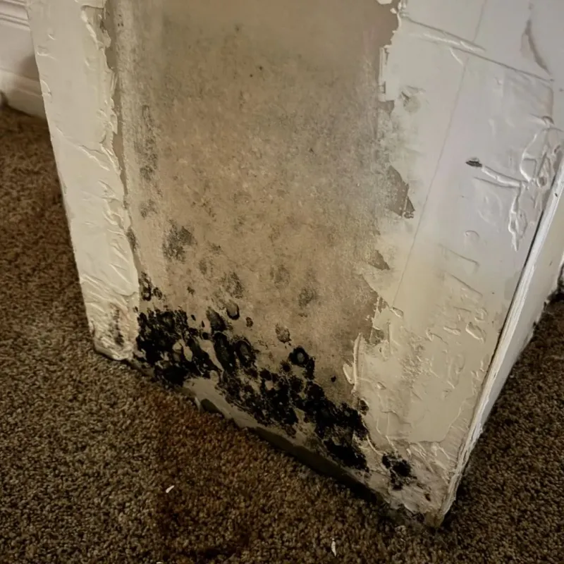 Professional Mold Removal in Taney County, MO